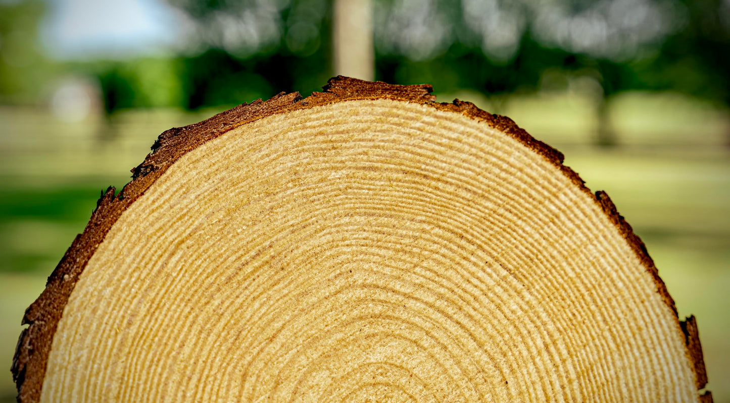 Rustic Centerpiece Rounds for Weddings, Crafts & Home Décor | Kiln-Dried, Sustainable Wood (6 or 10 Pack)