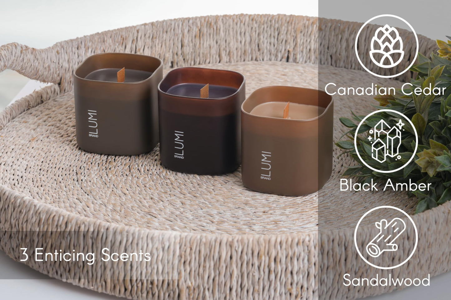 Luxury Scented Soy Candle Set – Canadian Cedar, Black Amber & Sandalwood (3-Pack)
